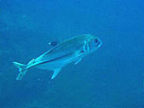 サムイ島　ダイビングで見れる魚