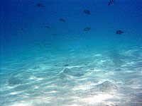サムイ島　ダイビング　イメージ