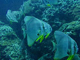 サムイ島　ダイビングで見れる魚